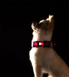 Waterproof LED Dog Collar - USB Rechargeable - [sDonut Plush Pet Large, Small, Dog Cat Bed Fluffy Soft Warm Calming Bed Sleeping Kennel Nest 03 - 06hop_name]